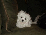 teacup maltese